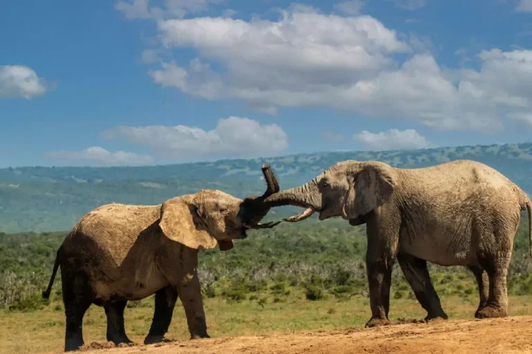7-days-6-nights-safari-to-masai-mara-lake-nakuru-lake-naivasha-and-amboseli-joining-safari-5