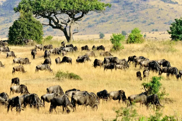 7-days-6-nights-safari-to-masai-mara-lake-nakuru-lake-naivasha-and-amboseli-joining-safari-7 (1)