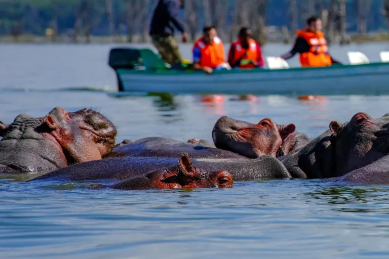 7-days-6-nights-safari-to-masai-mara-lake-nakuru-lake-naivasha-and-amboseli-joining-safari-8