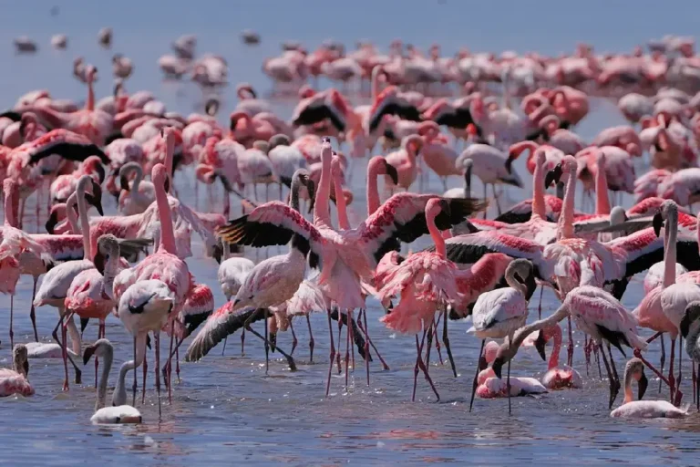 7-days-kenya-tanzania-combined-camping-safari-1