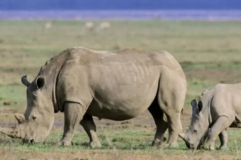 7-days-kenya-tanzania-combined-camping-safari-2