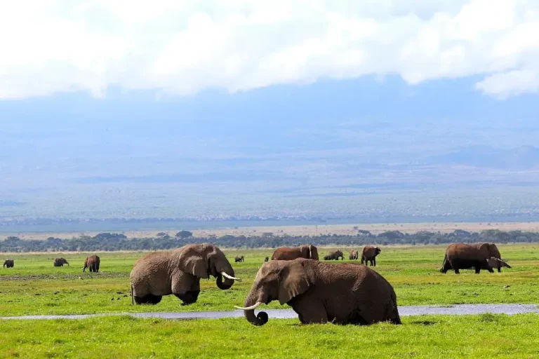 7-days-nakuru-naivasha-amboseli-ngorongoro-serengeti-camping-4