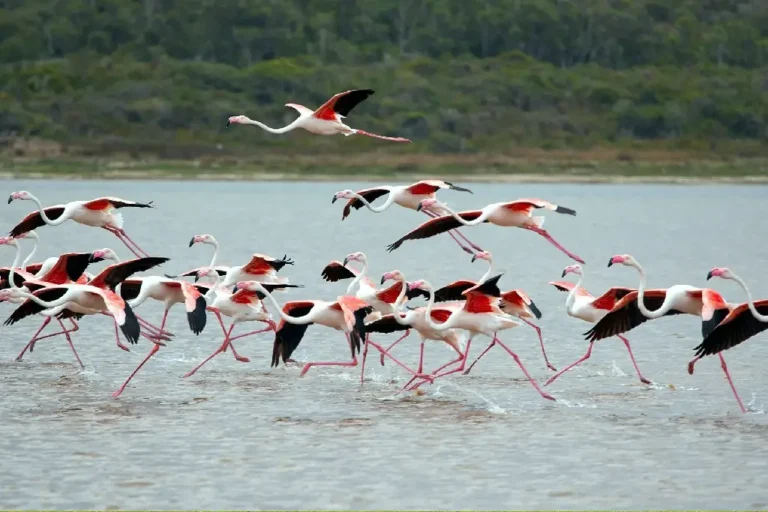 7-days-nakuru-naivasha-amboseli-ngorongoro-serengeti-camping-5