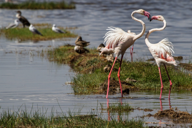 7-days-to-masai-mara-lake-nakuru-lake-naivasha-and-amboseli-joining-safari-4