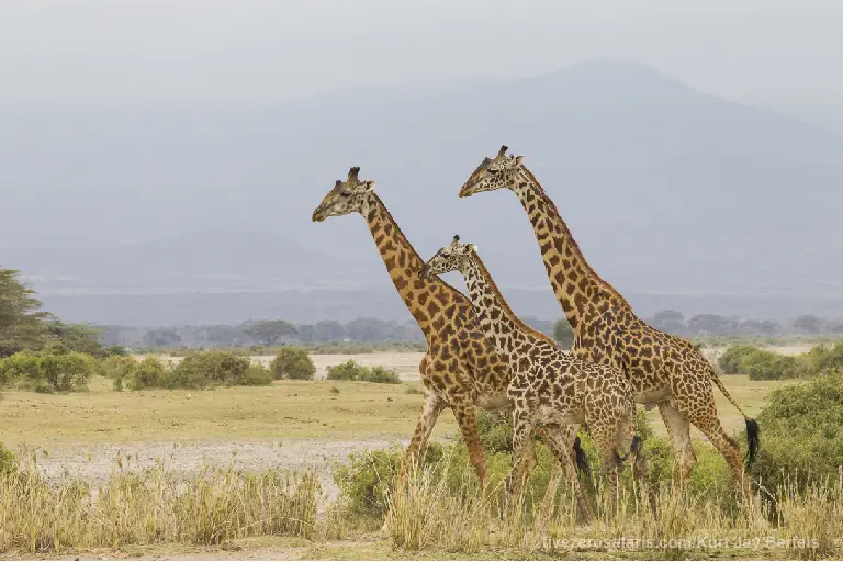 amboseli-national-park-4