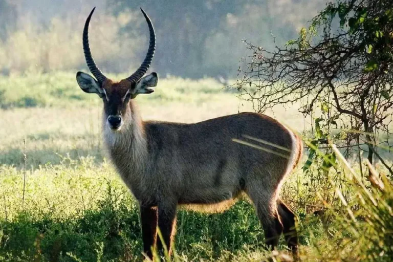 arusha-national-park-6