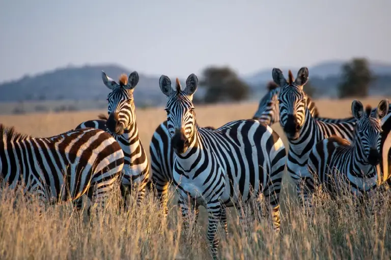 best-time-to-travel-tanzania-1