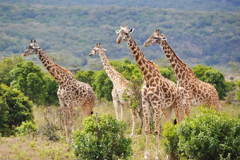best-time-to-travel-tanzania-3