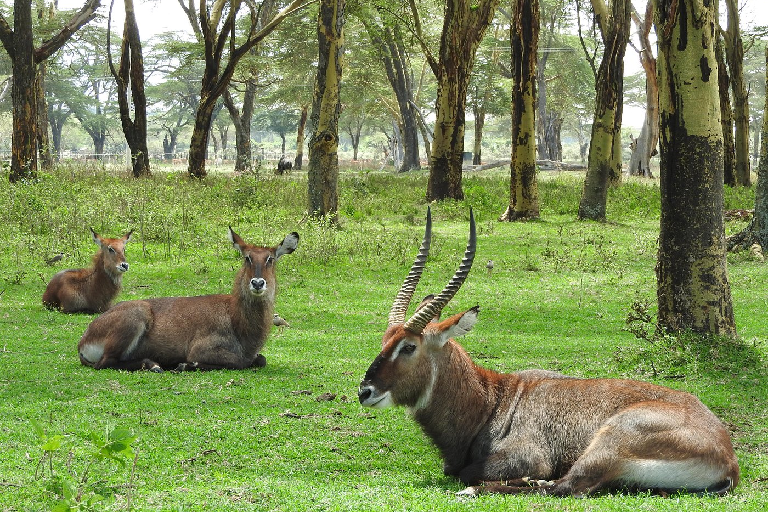 day-in-naivasha-crescent-island-and-hells-gate-3