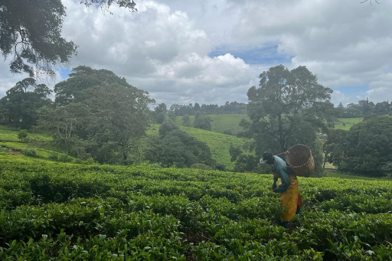 day-tour-to-kiambethu-tea-farm-2