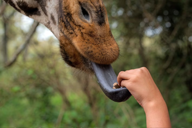 day-tours-excursions-to-giraffe-elephants-and-bomas-of-kenya-1
