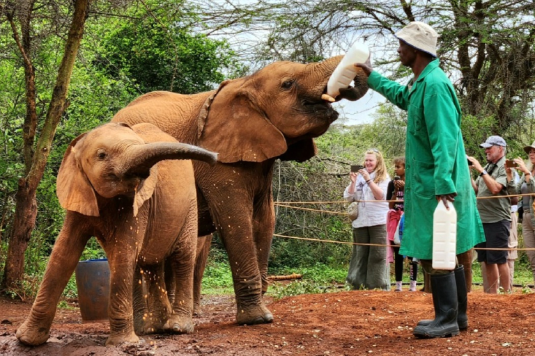 day-tours-excursions-to-giraffe-elephants-and-bomas-of-kenya-3