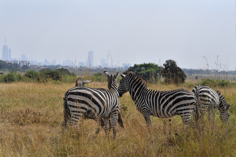day-tours-excursions-to-giraffe-elephants-and-bomas-of-kenya-4
