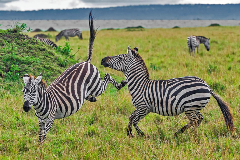 day-trip-to-ol-pejeta-conservancy-3
