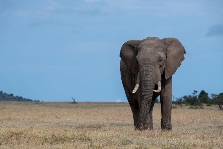 day-trip-to-ol-pejeta-conservancy-4