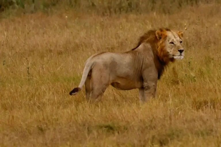 kenya-safari-cost-2