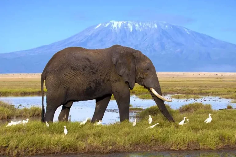 kenya-safari-cost-4