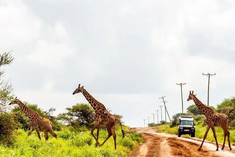 kenya-safari-preparation-3