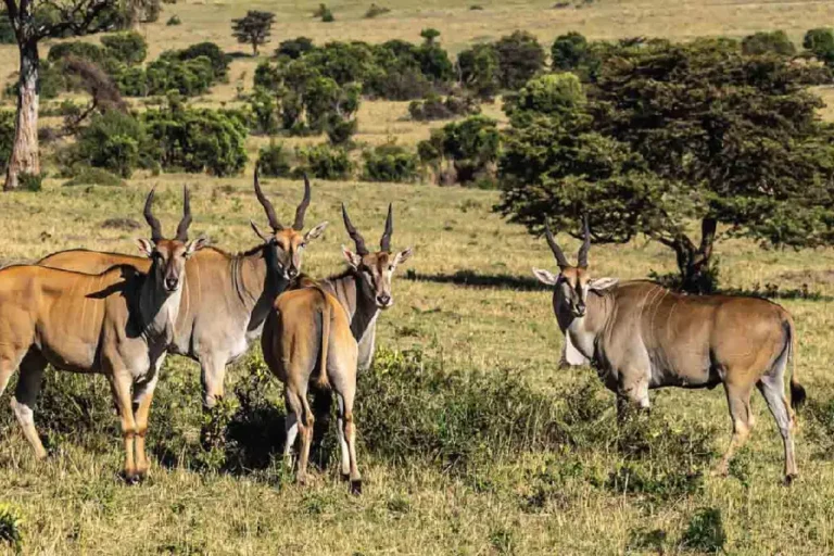 kenya-travel-safety-6