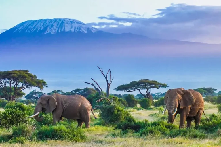 kilimanjaro-national-park-3