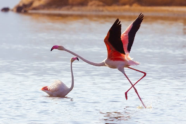 lake-bogoria-1