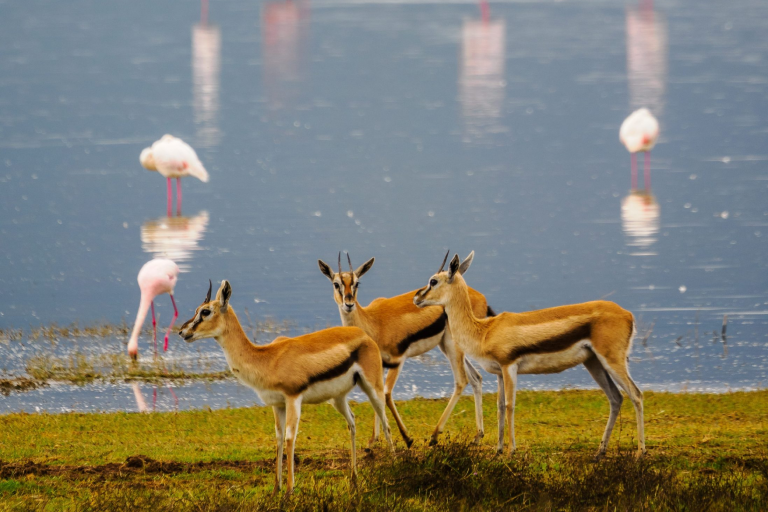 lake-bogoria-2