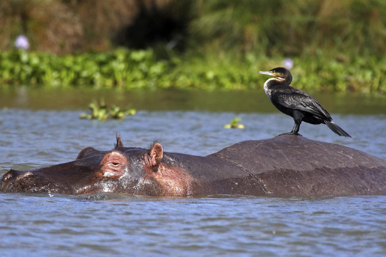 lake-bogoria-3