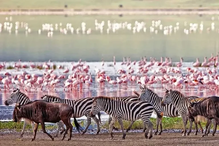 lake-manyara-national-park-2