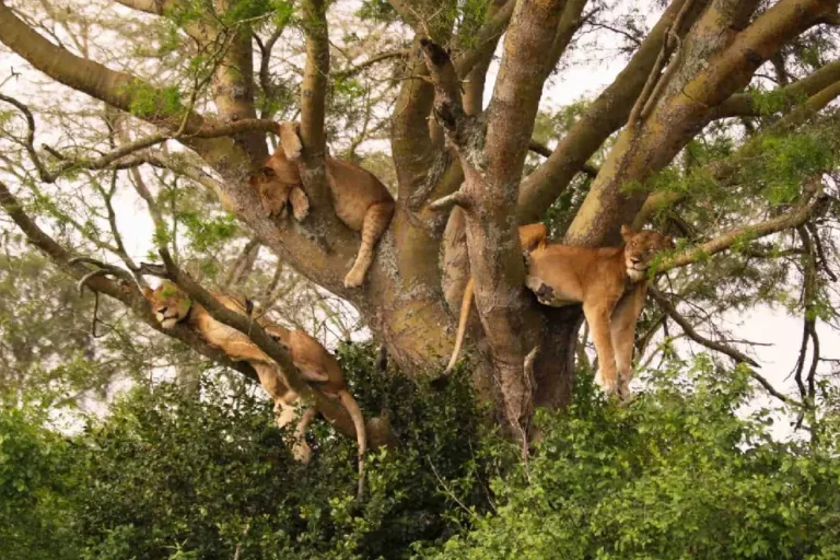 lake-manyara-national-park-3