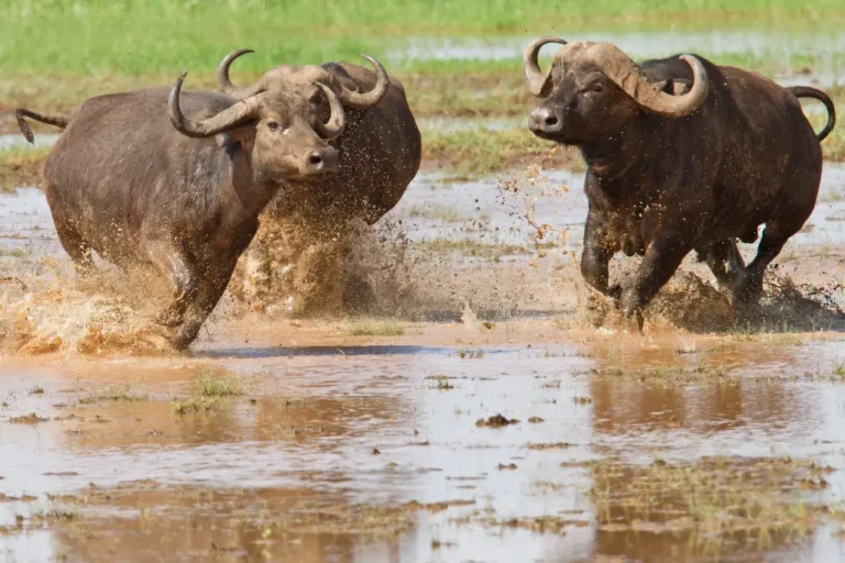 lake-manyara-national-park-4
