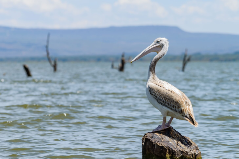 lake-naivasha-2