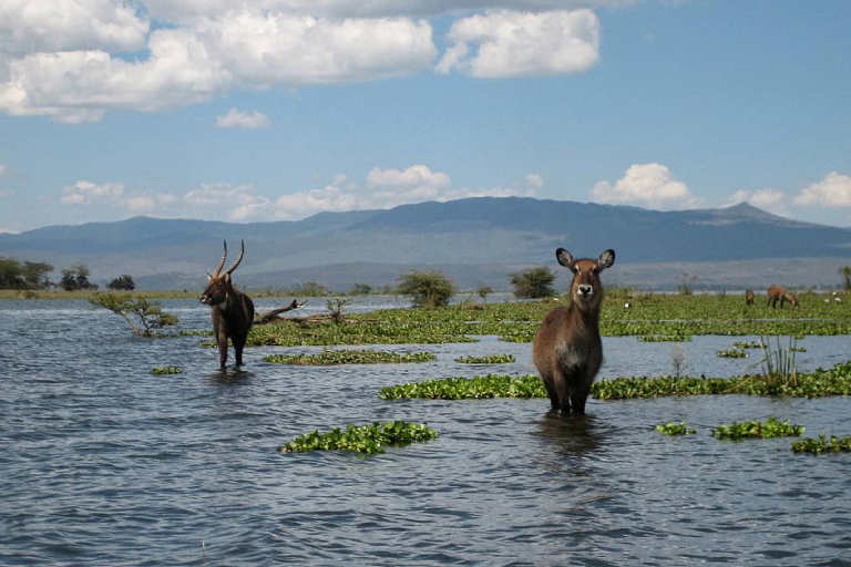 lake-naivasha-3