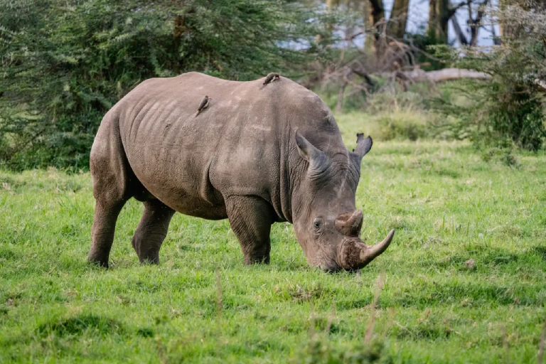 lake-nakuru-day-trip-1
