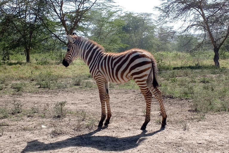 lake-nakuru-day-trip-2