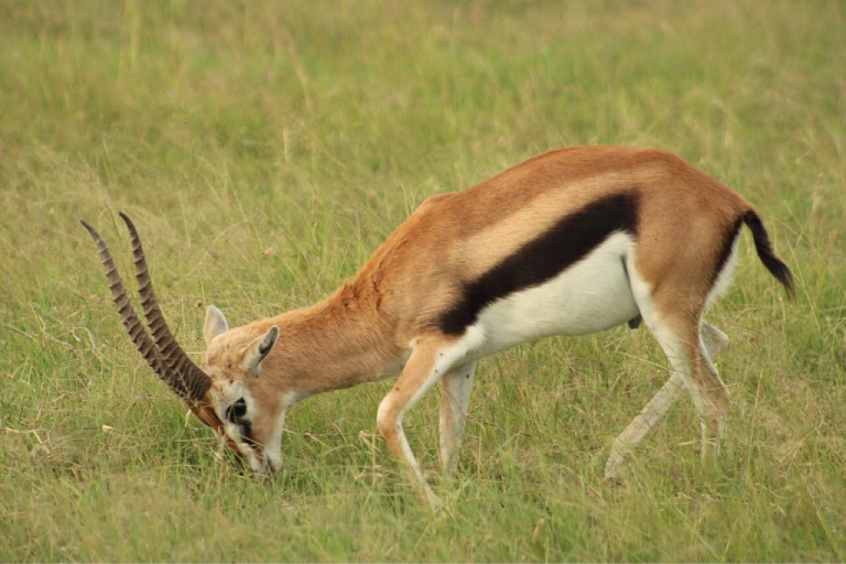 lake-nakuru-day-trip-4