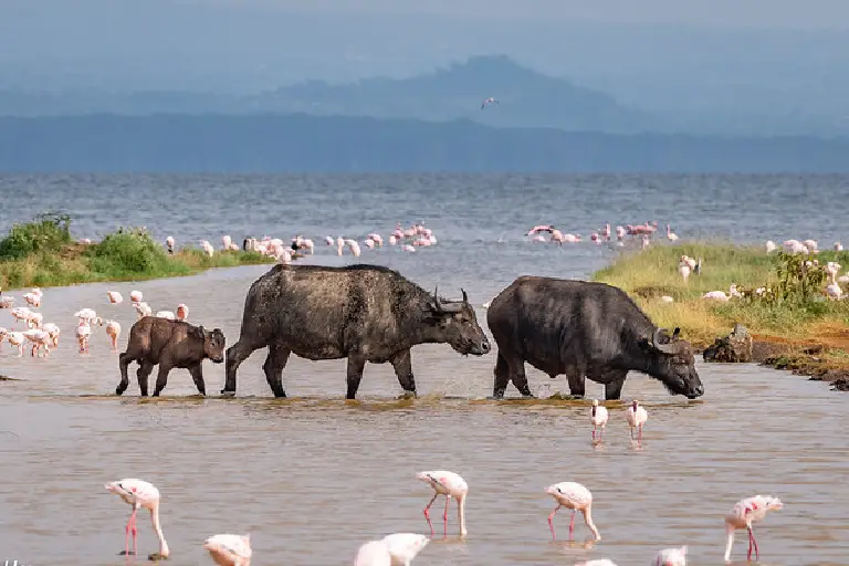 lake-nakuru-national-park-2