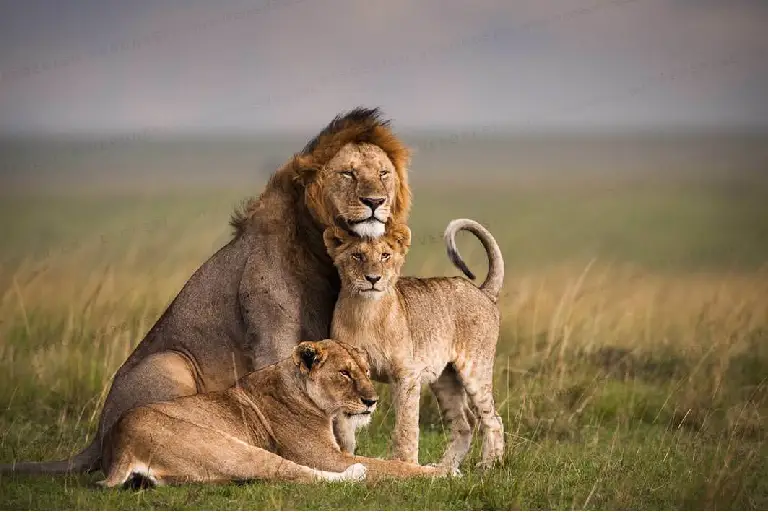 masai-mara-national-reserve-1