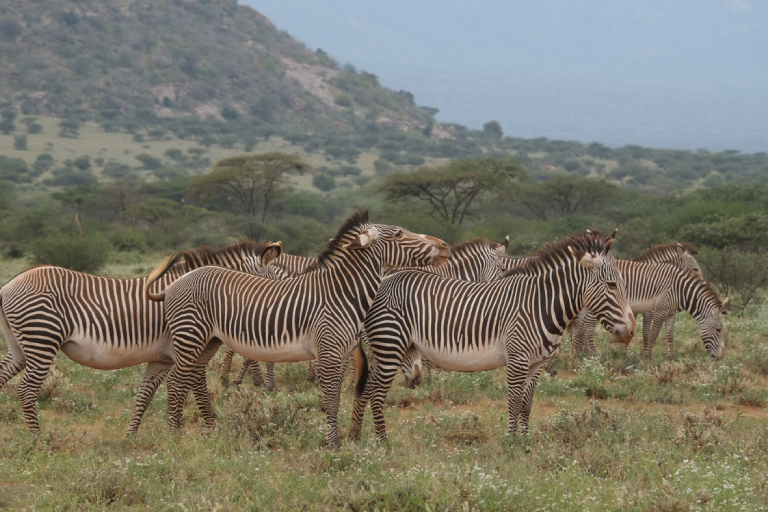 meru-national-park-1