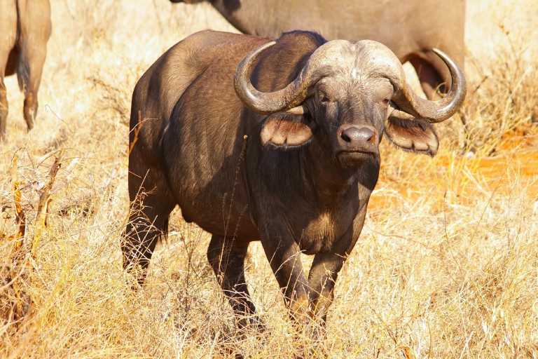 meru-national-park-2