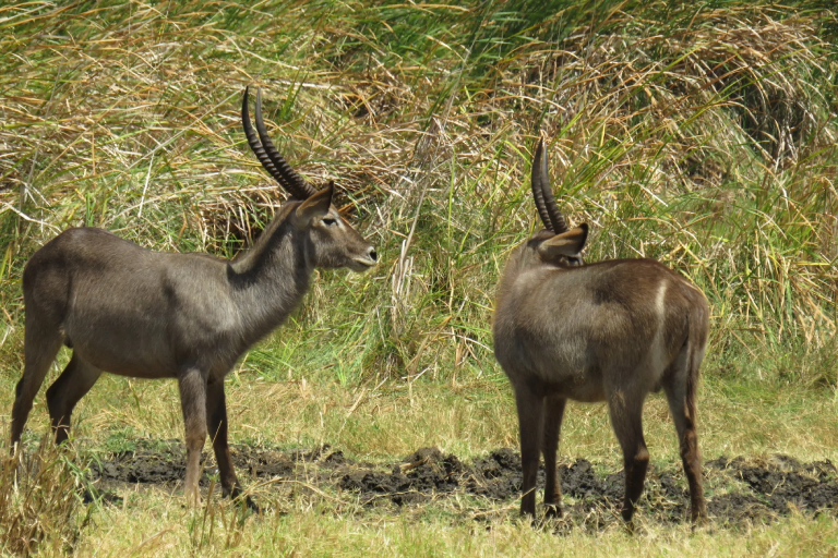meru-national-park-4