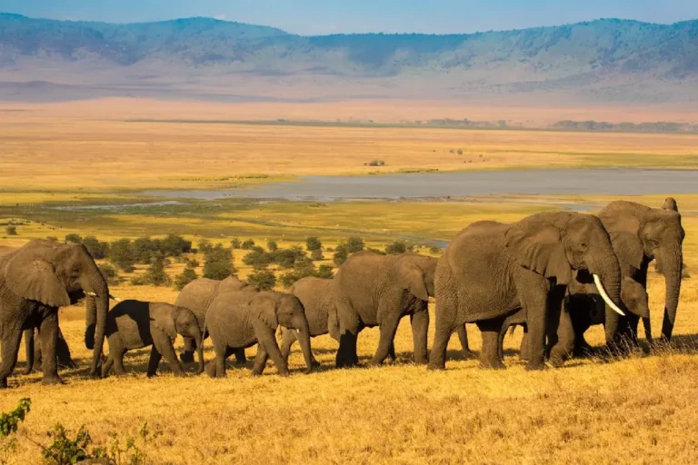 ngorongoro-crater-1