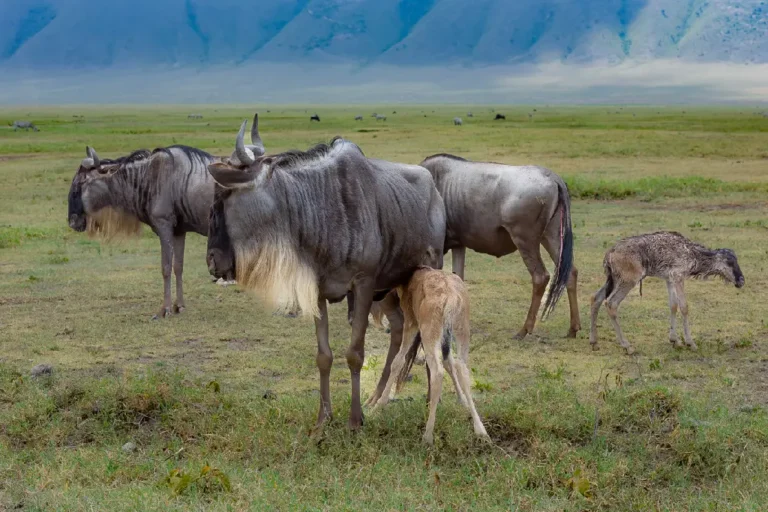 ngorongoro-crater-4