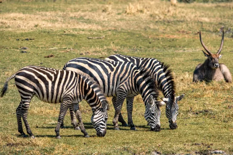 ngorongoro-crater-5