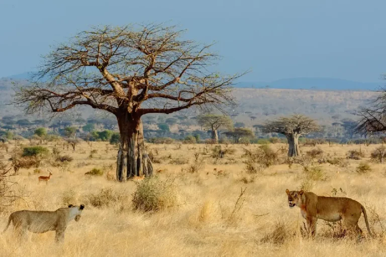 ruaha-national-park-1