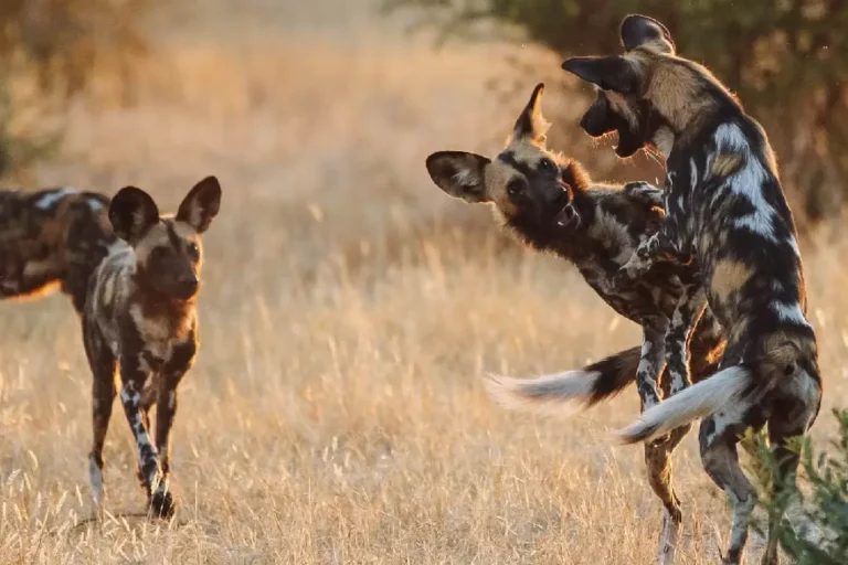 ruaha-national-park-3