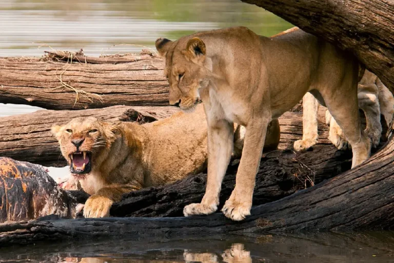 ruaha-national-park-4
