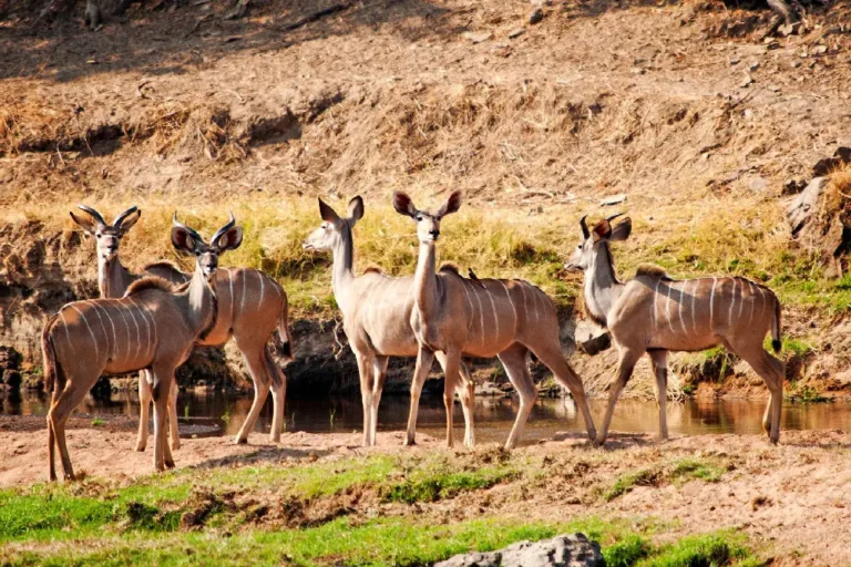 ruaha-national-park-5