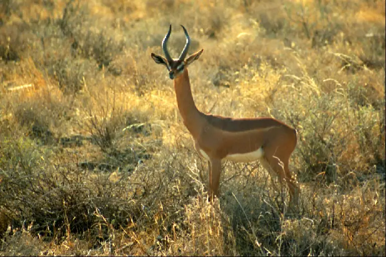 samburu-game-reserve-4