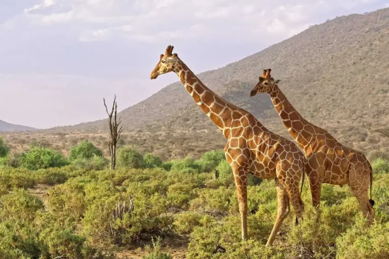 samburu-game-reserve-9