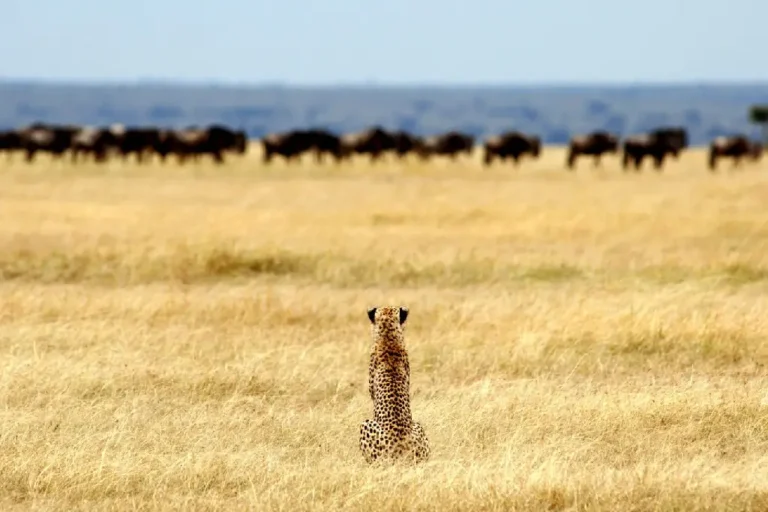 serengeti-national-park-1